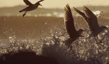 31. Hessischer Faunistentag