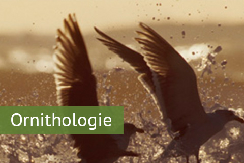 Ornithologie.jpg