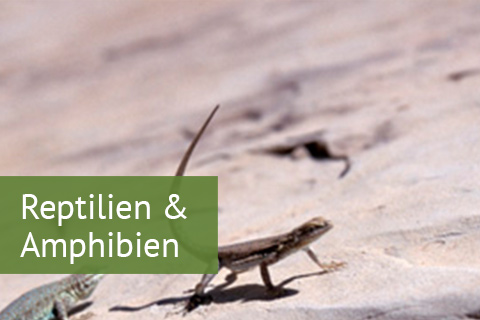 Reptilien-Amphibien.jpg