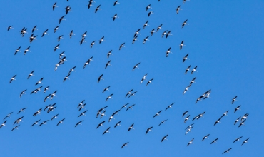 Zugvogelfest 2025